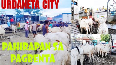 July Update Presyo Ng Baka At Kalabaw Sa Urdaneta City