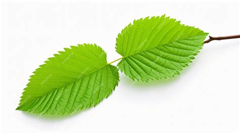 Premium AI Image | Elm tree leaf isolated on white background