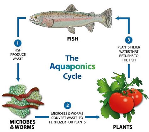 Start An Aquaponic Farming Business Small Business Ideas