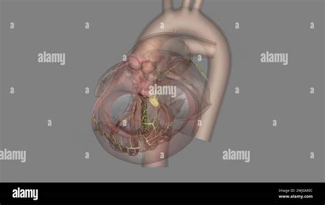 The network of nerves supplying the heart is called the cardiac plexus ...