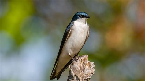 Download Wallpaper 1920x1080 Tree Swallow Swallow Bird Wildlife Full