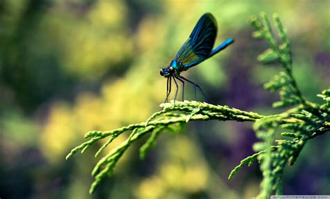 Blue Dragonfly Macro 4k Hd Desktop Wallpaper For - Hd Pictures Of Cute ...