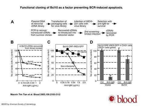 Bcl Can Promote Survival Of Antigen Stimulated B Lymphocytes Ppt