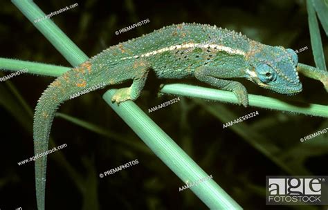 Two Striped Chameleon Chamaeleo Bitaeniatus Chamaeleonidae Grasping