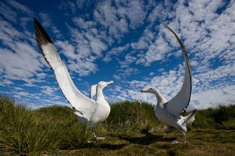 The Unbelievable Size of an Albatross' Wingspan