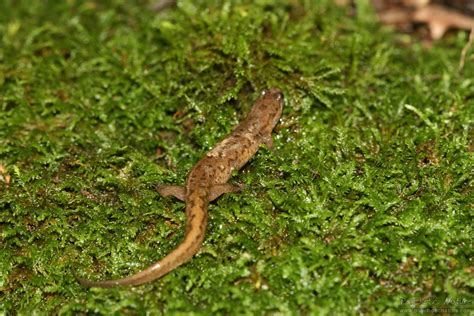 Northern Dusky Salamander Pa Herp Identification