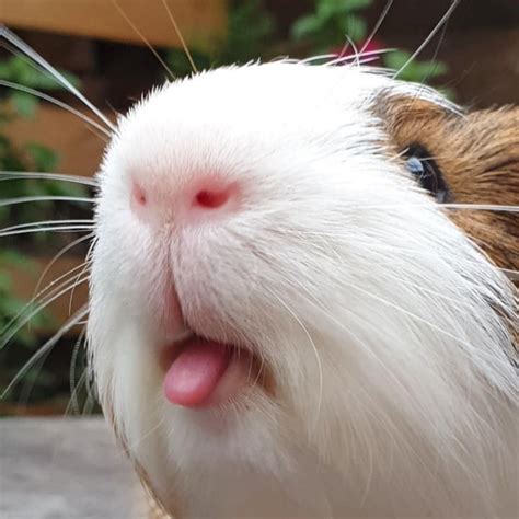 Top 101 Pictures Pictures Of Cute Guinea Pigs Full Hd 2k 4k