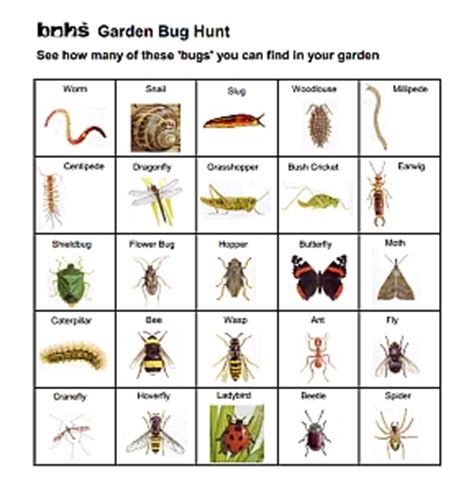 Garden Bug Hunt