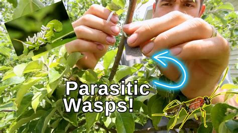 We Released 2000 Wasps To Control Caterpillars And Moths In The Garden Youtube