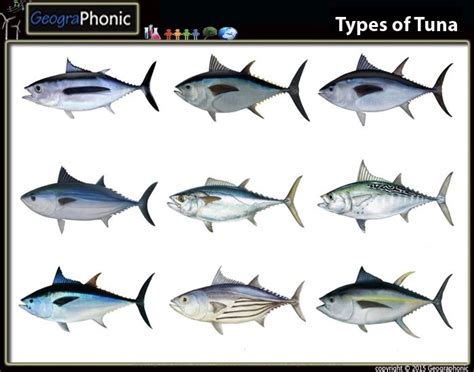 Types of Tuna , Albacore Tuna, Tuna, Albacore, sea, endangered ,fish ...