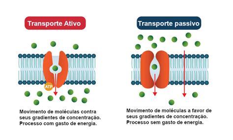 Transporte Ativo E Passivo Mapa Mental Ologia