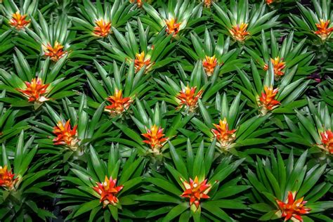 Tips To Help Your Flowering Bromeliad Thrive Happysprout