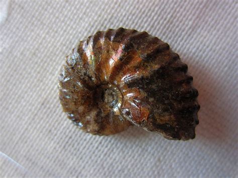 Fossil Scaphite Fox Hills Formation Corson County South Etsy Fossil