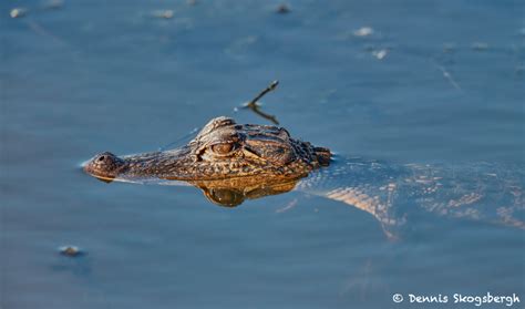 7238 Juvenile Alligator Anahuac Nwr Texas Dennis Skogsbergh