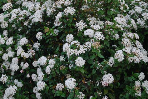 Viburnum tinus ‘Spirit’ – Nurseries Caroliniana