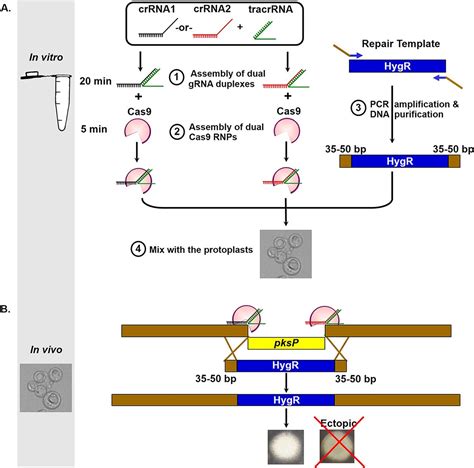 A Simple And Universal System For Gene Manipulation In Aspergillus