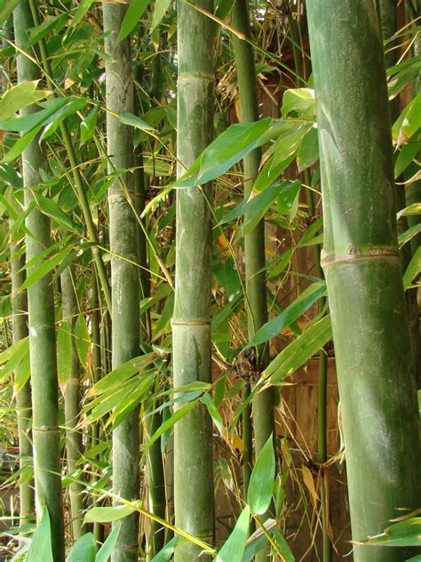 Giant Timber Bamboo Bambusa Oldhamii 绿竹 The Tallest Ba Flickr