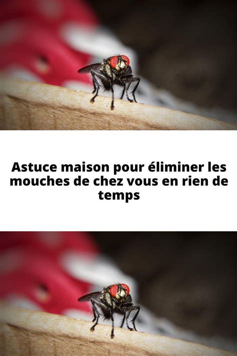 Astuce maison pour éliminer les mouches de chez vous en rien de temps