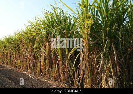 Sugarcane Farm of Gujarat, India, agriculture, Sugarcane farming Stock ...