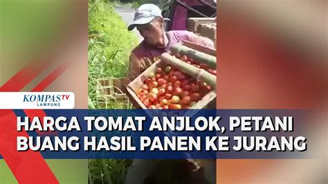 Harga Tomat Anjlok Petani Buang Hasil Panen Kompas TV Vidio