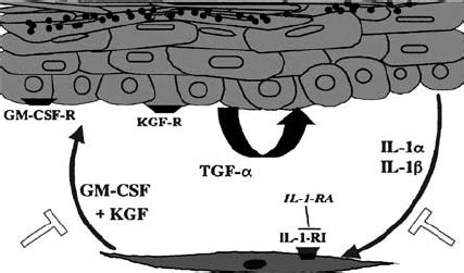 Schematic Representation Of Autocrine And Paracrine Regulatory Circuits