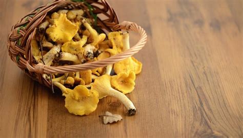 Comment Nettoyer Des Girolles