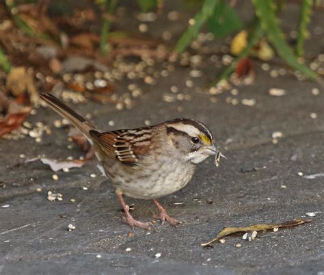 Pictures and information on White-throated Sparrow