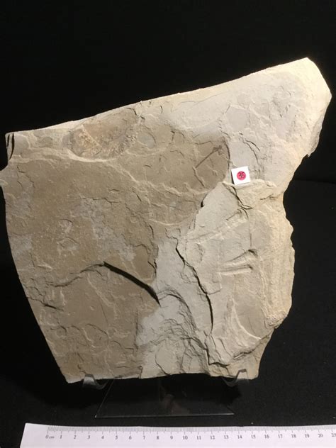 Eocene Green River Damselfly IF-PCM-16-035 – Fossil Avenue