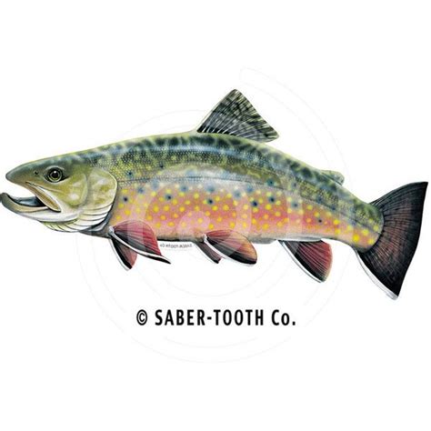 Brook Trout Fish Decal Sticker 450 Liked On Polyvore Featuring Home