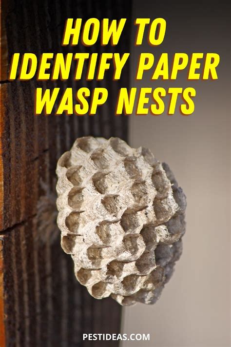 How To Identify Paper Wasp Nests Wasp Nest Wasp Nest Removal Diy Pest Control