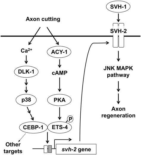 Mapk Pathway