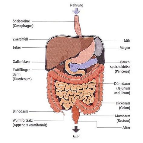 Der Verdauungstrakt