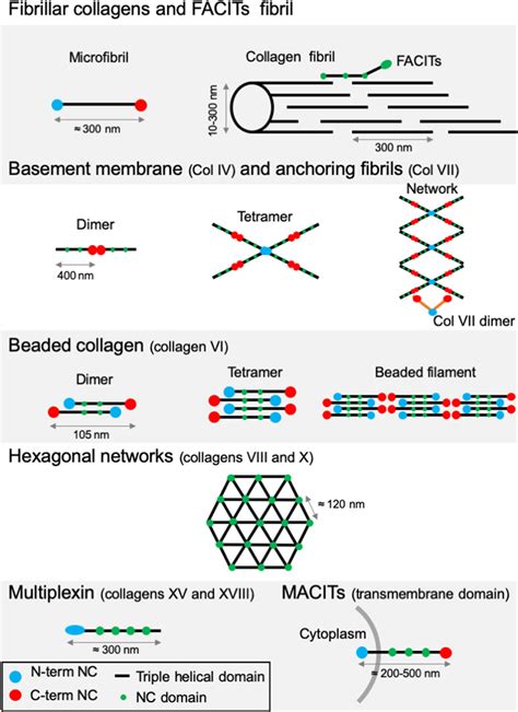 Supramolecular Structures Formed By Some Archetypal Collagens