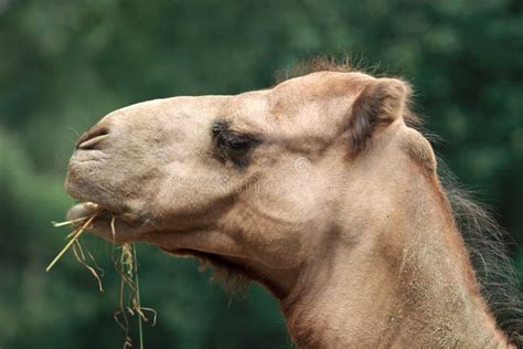 Camel Chewing stock image. Image of head, crunch, dispatch - 15206879