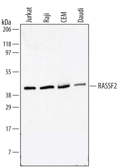 Human Mouse Rassf Antibody R D Systems G Unlabeled Fisher