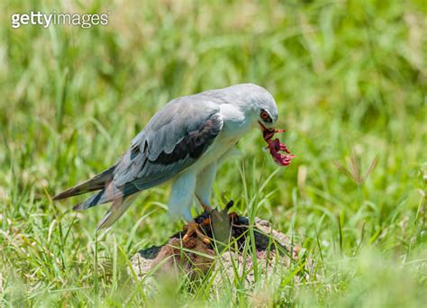 The Black Winged Kite Elanus Caeruleus Is A Small Diurnal Bird Of