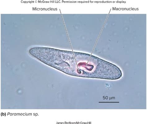 Micro Bio Exam Review Flashcards Quizlet