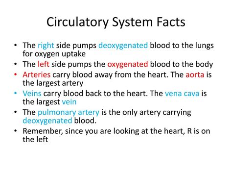 Circulatory System Fun Facts