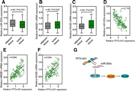 Tp73 As1 Lncrnawiki