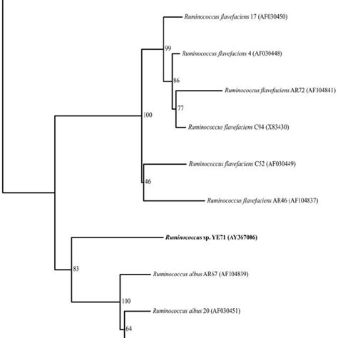 Phylogenetic Tree Indicating The Relationships Of Ruminococcus Sp