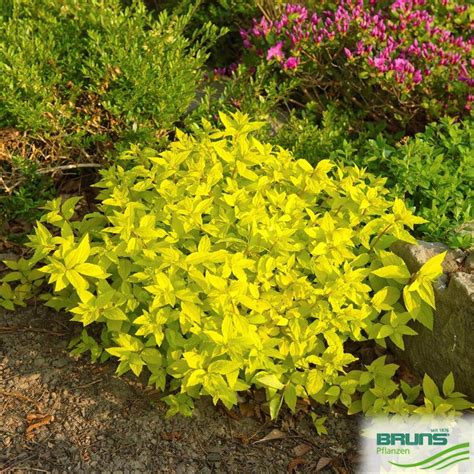 Spiraea Japonica Golden Princess Goldlaubige Japan Spiere Von Bruns