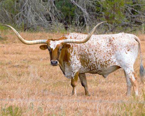 Definitive Guide To Texas Longhorn Facts, Habitat, Conservation Status, Zoo Populations ...