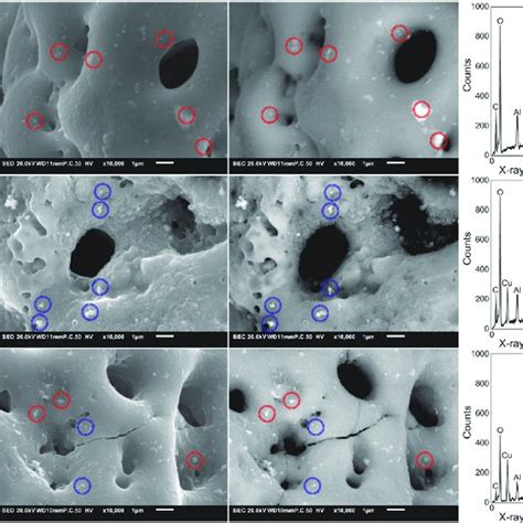 Biofilm Formation On The Implants N 2 After Incubation In Tsb 1