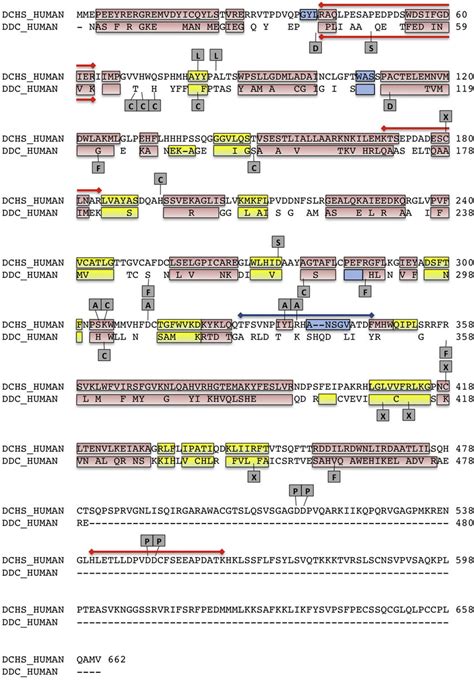 Sequence Alignment Of Human Hdc Dchs Human And Ddc Ddc Human Download Scientific Diagram