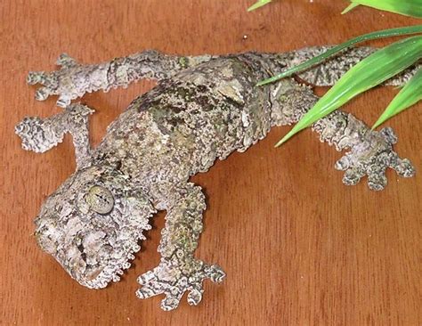 Uroplatus - Alchetron, The Free Social Encyclopedia