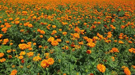 Benefits And Uses Of Marigolds For Health