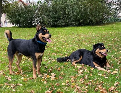 Rottweiler Husky Mix – Meet One Of The Rarest Husky Mixes