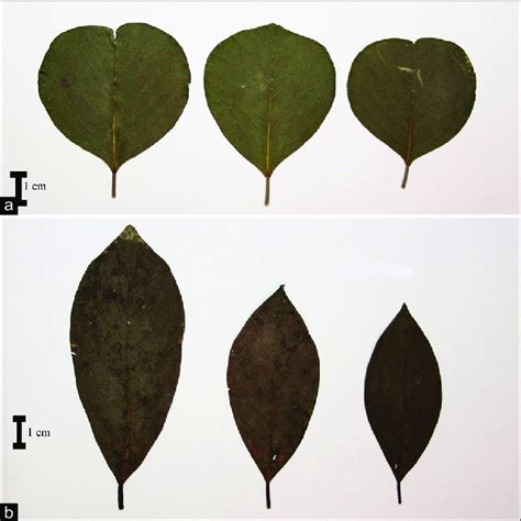 Leaflets of Dalbergia latifolia and Dalbergia sissoides. | Download Scientific Diagram