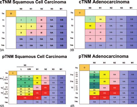 Pathologic Stage Groups Ptnm A Squamous Cell Carcinoma B