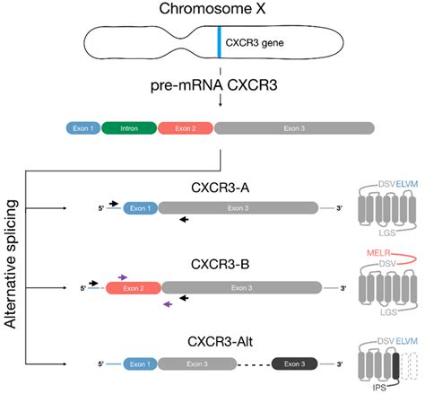 The Distinct Roles Of Cxcr3 Variants And Their Ligands In The Tumor